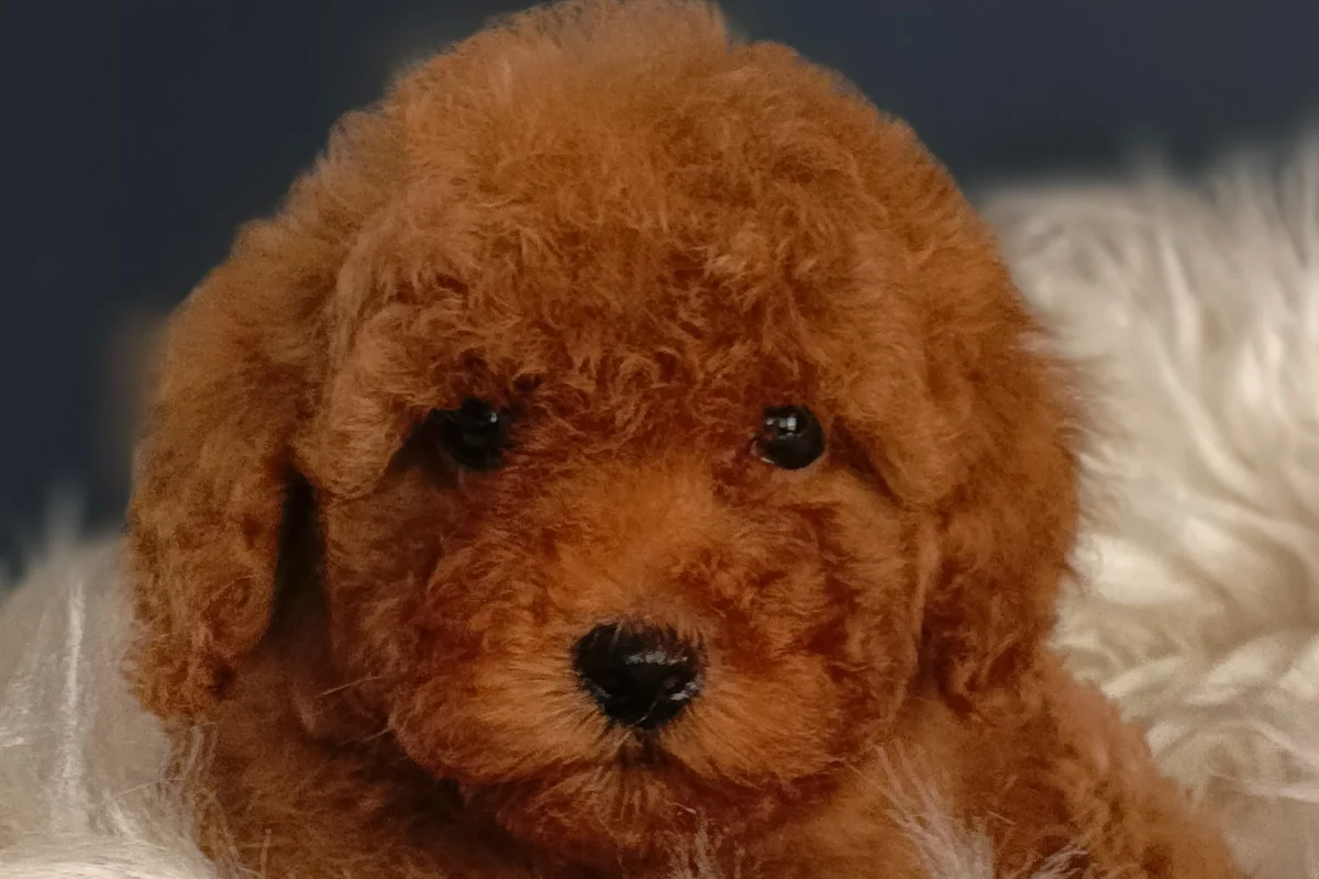 Veteriner teknikerinden ırk ve sağlık garantili Toy Poodle 1