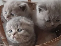 5 tane güzeller güzeli bebekler