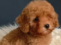 Veteriner teknikerinden ırk ve sağlık garantili Toy Poodle