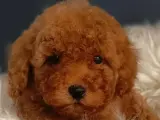 Veteriner teknikerinden ırk ve sağlık garantili Toy Poodle
