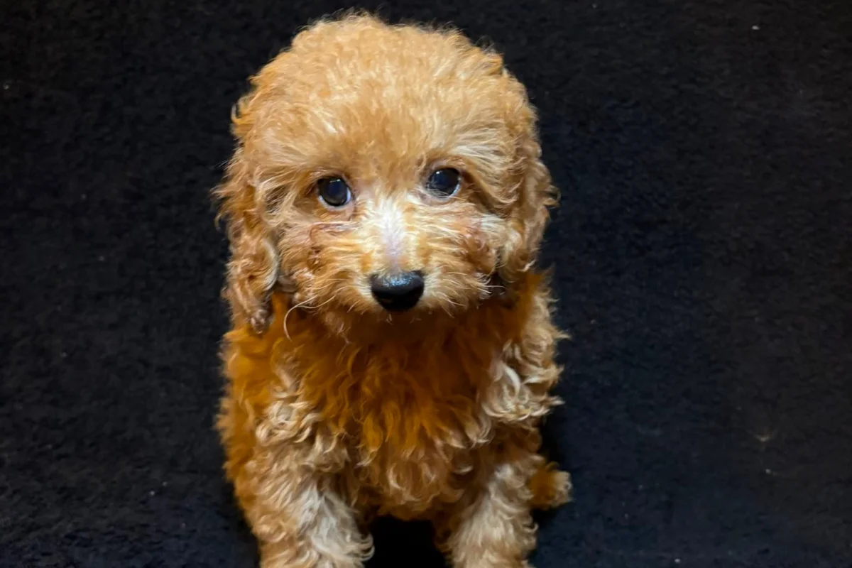 3 aylık erkek toy poodle 2