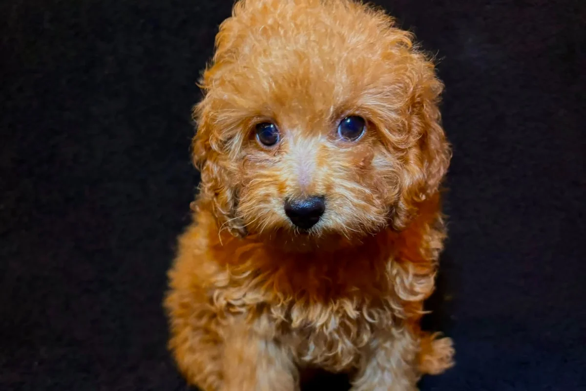 3 aylık erkek toy poodle 4