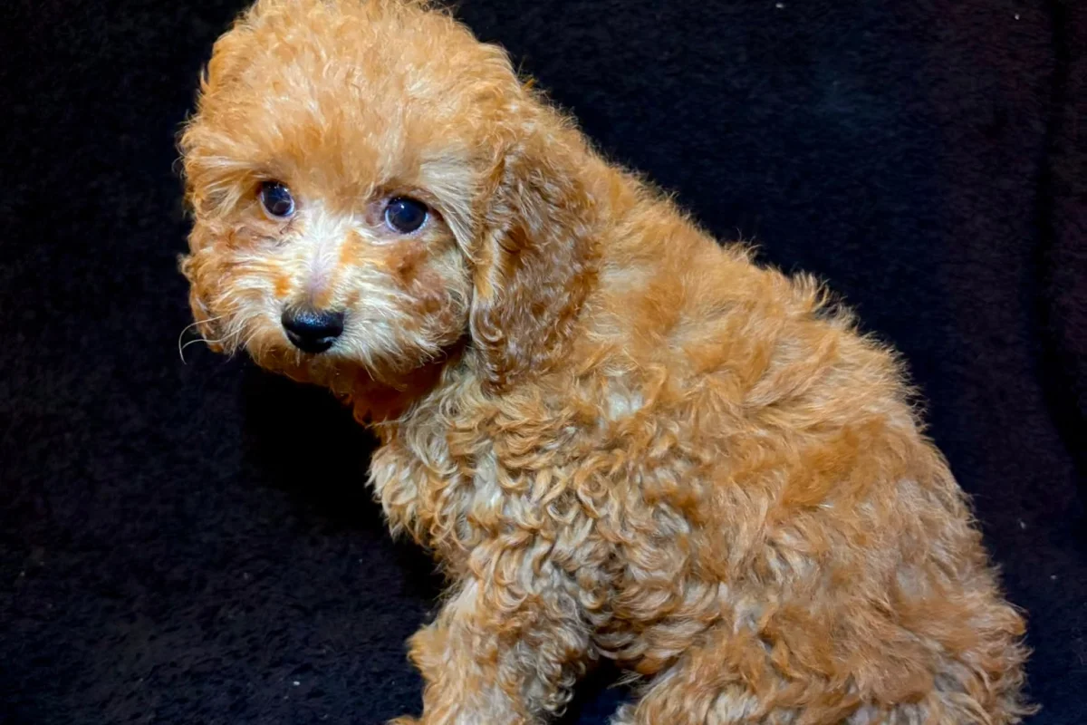 3 aylık erkek toy poodle 5