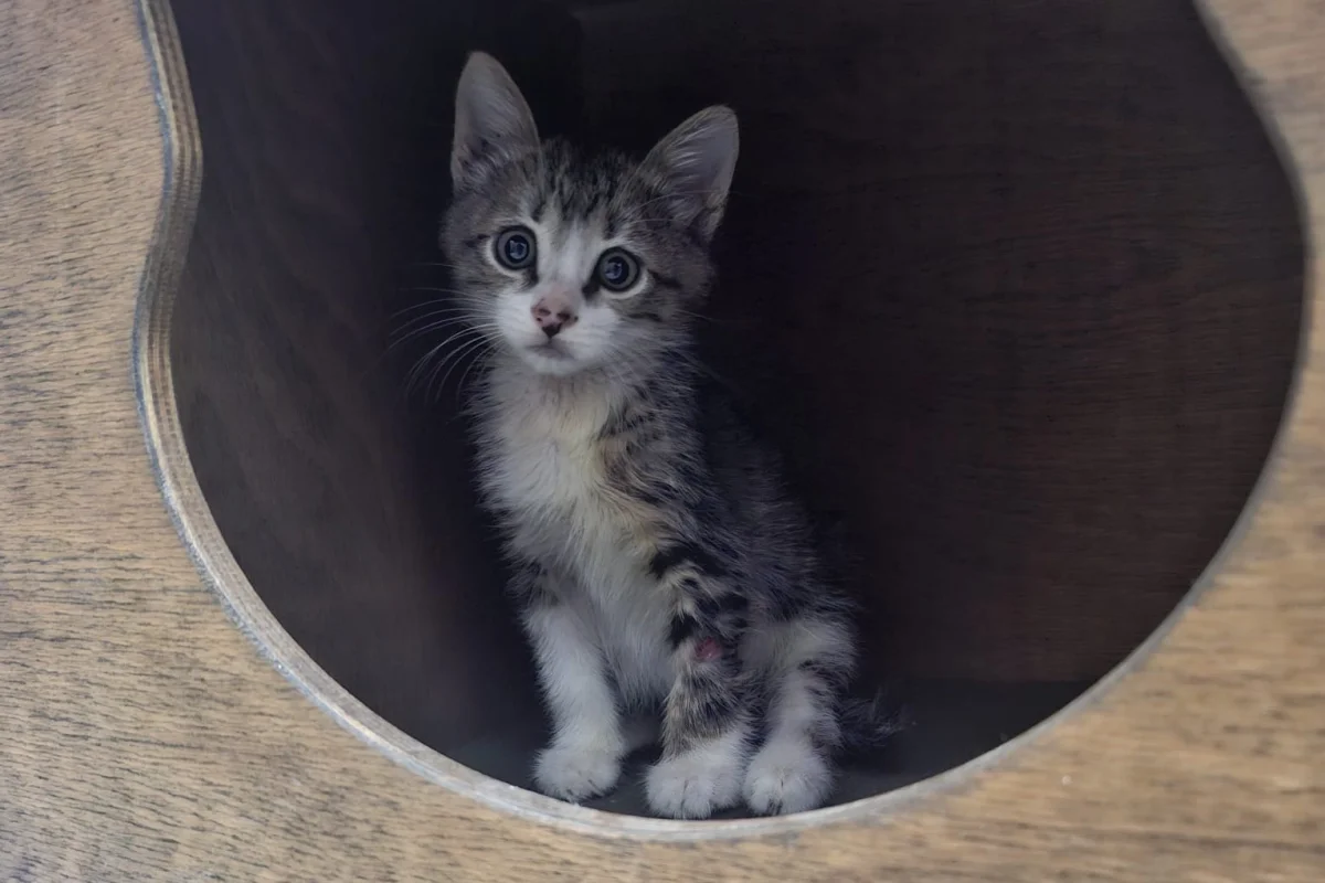 MUCİZE BEBEK ACİL ÖMÜRLÜK YUVASINI ARIYOR! 🐾 1