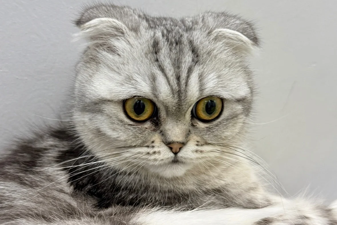 12 Aylık Dişi Scottish Fold 1