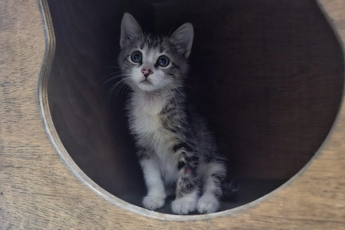 MUCİZE BEBEK ACİL ÖMÜRLÜK YUVASINI ARIYOR! 🐾 2