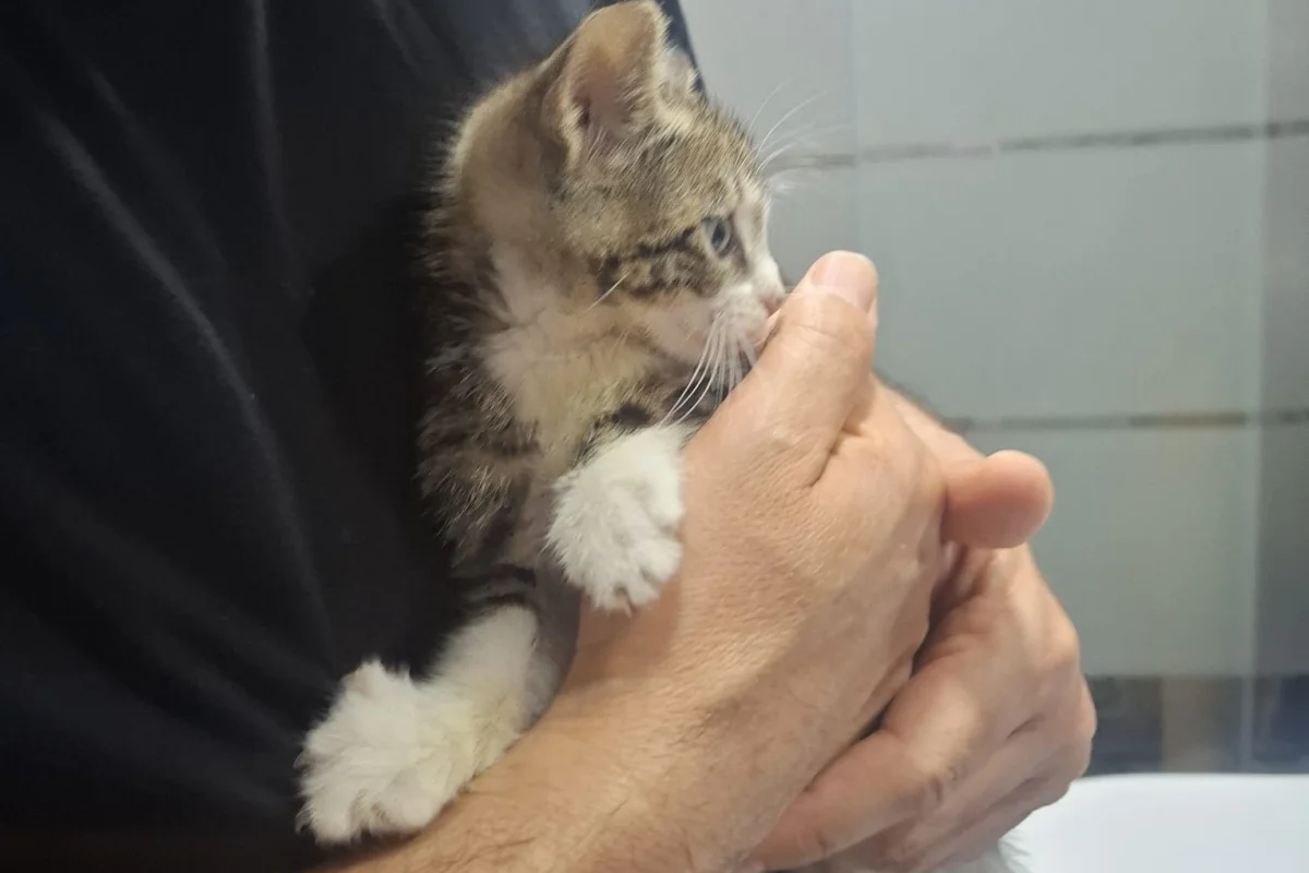 MUCİZE BEBEK ACİL ÖMÜRLÜK YUVASINI ARIYOR! 🐾 4