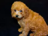 3 aylık erkek toy poodle