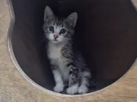 MUCİZE BEBEK ACİL ÖMÜRLÜK YUVASINI ARIYOR! 🐾