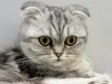 12 Aylık Dişi Scottish Fold