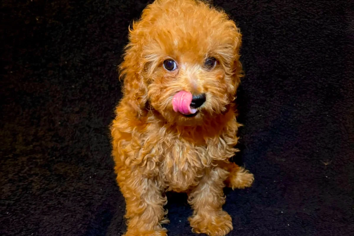 3 aylık erkek toy poodle 3
