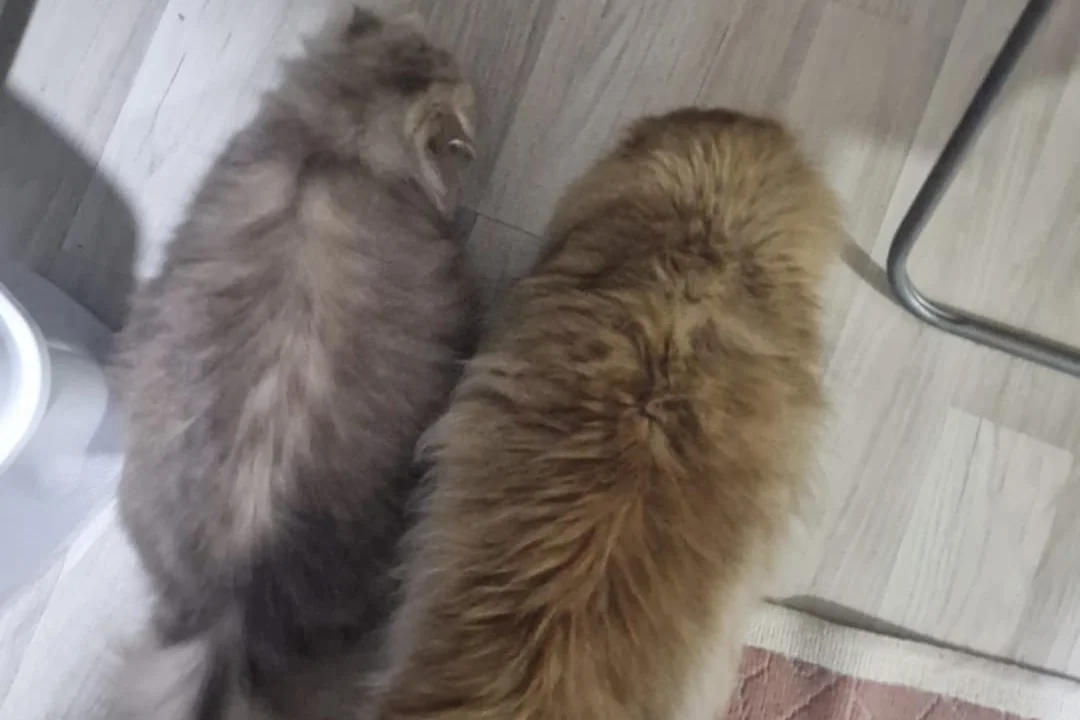 2 yaşında dişi ve erkek alerjimden dolayı sahiplendirmek istiyorum 3