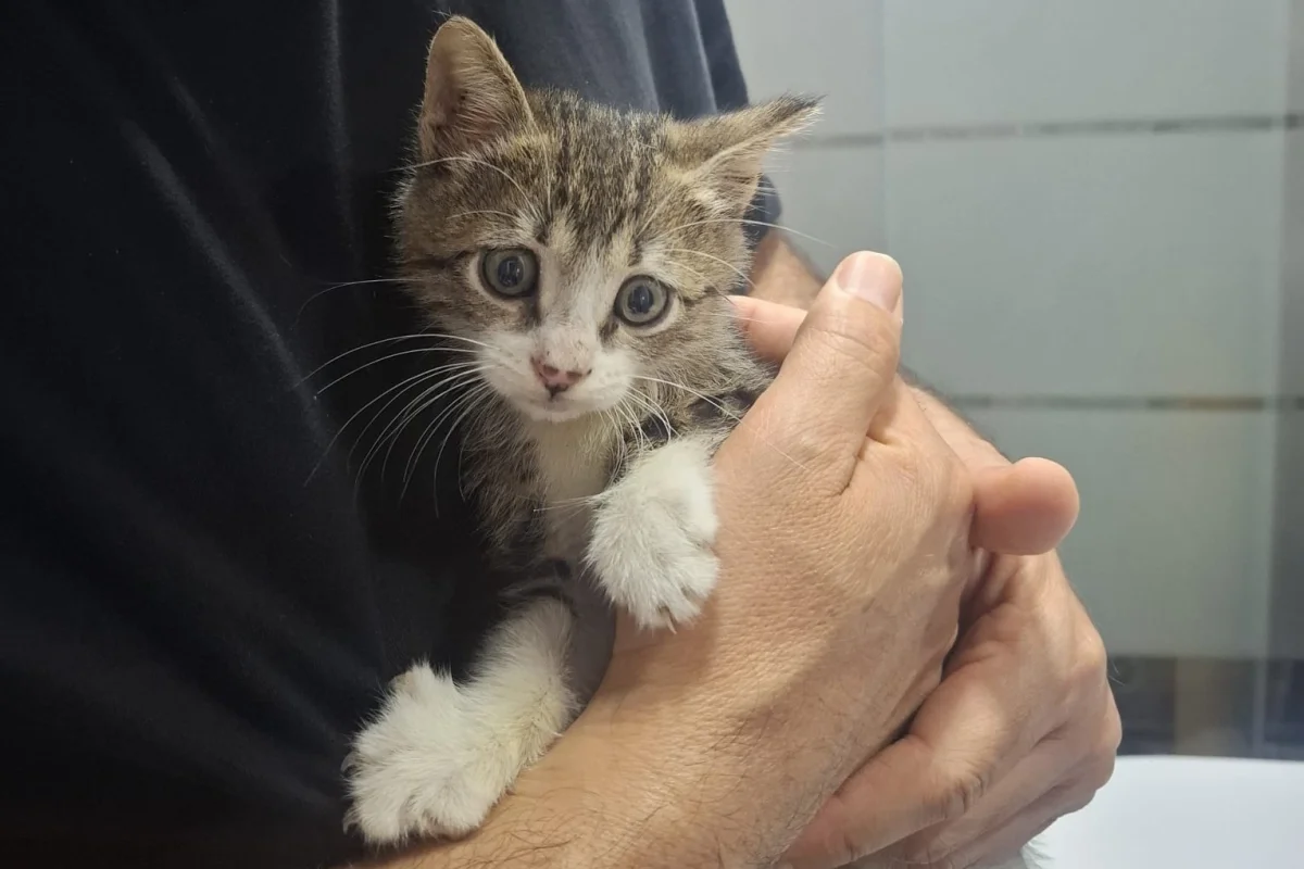 MUCİZE BEBEK ACİL ÖMÜRLÜK YUVASINI ARIYOR! 🐾 3