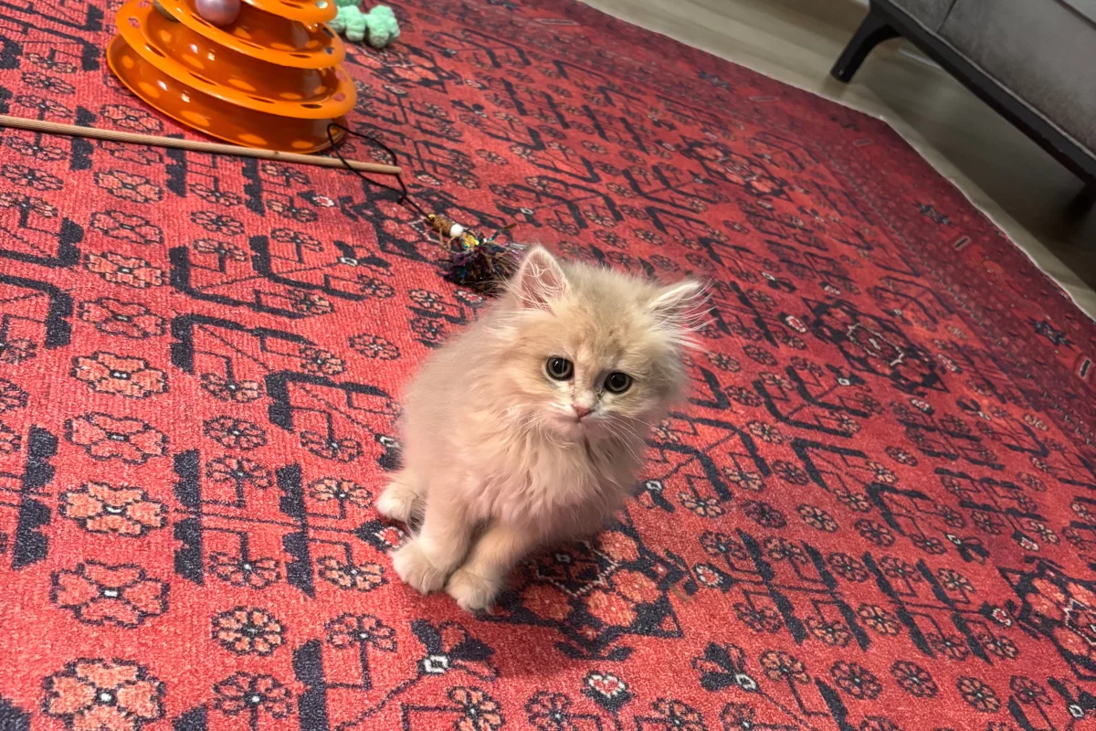 2 buçuk aylık ay12 British longhair 1