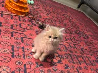2 buçuk aylık ay12 British longhair