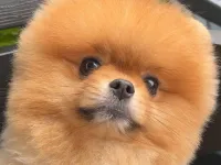 Safkan ayı surat pomeranian boo