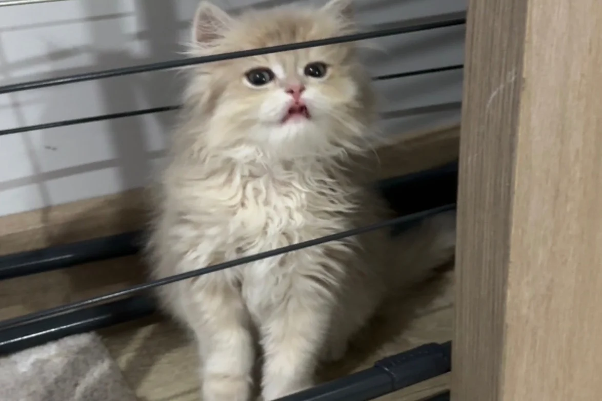 2 buçuk aylık ay12 British longhair 2