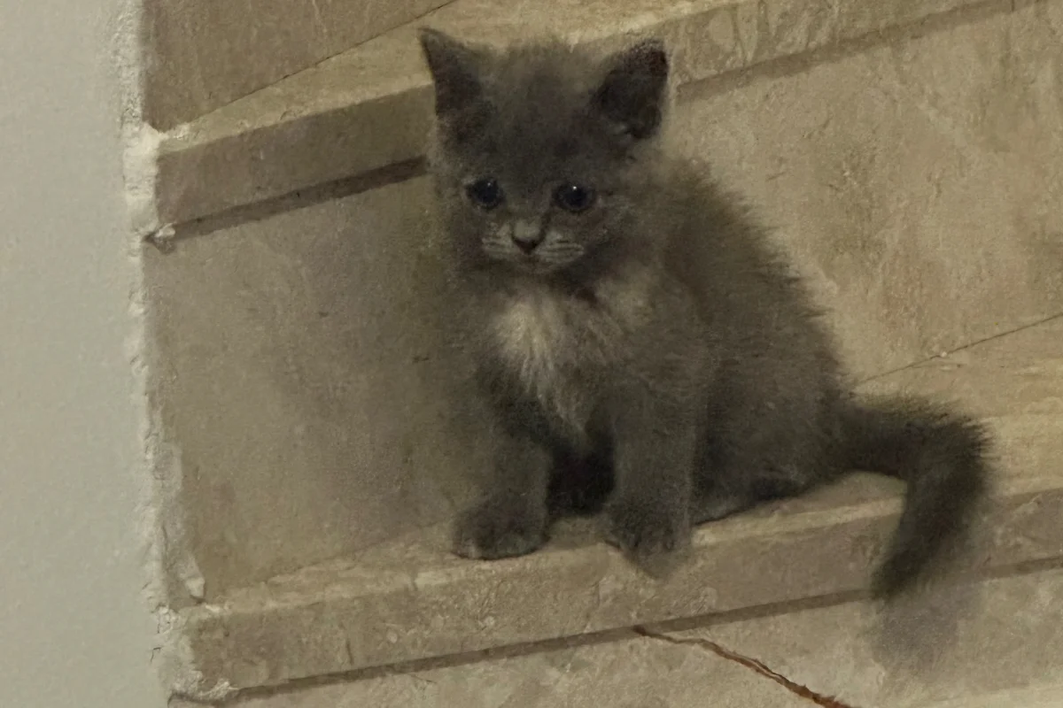 2 aylık britishler 5