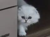 2 aylık yavru kedi