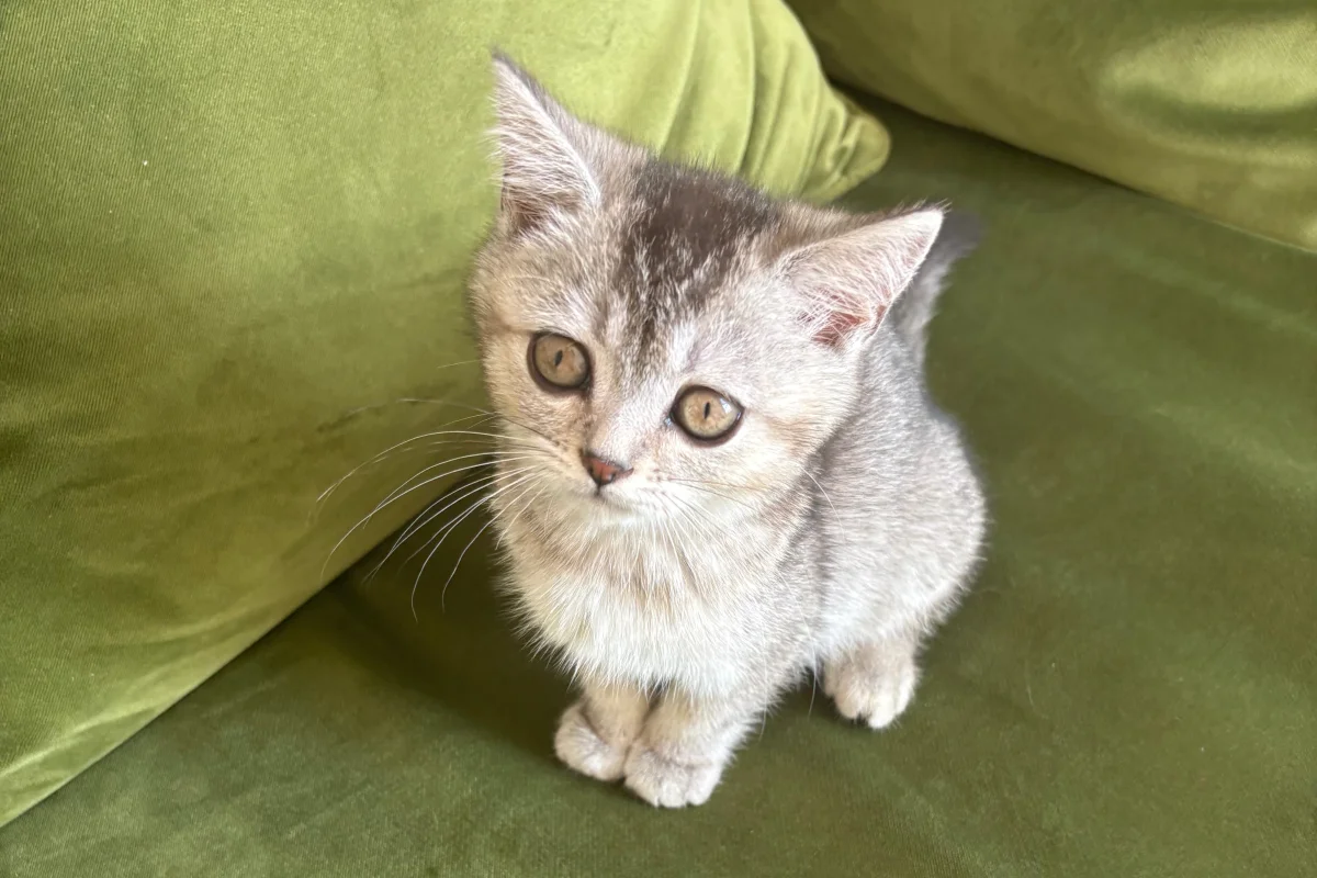 2 Aylık British ShortHair Silver Shaded 5