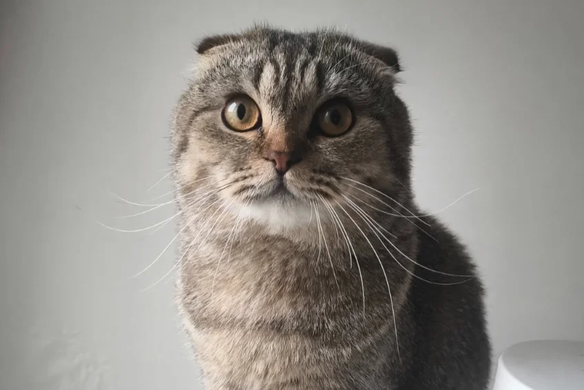 🐾Bu Yakışıklı Scottish Fold Yuvasını Arıyor! Ücretsiz Sahiplendirilecektir. 1