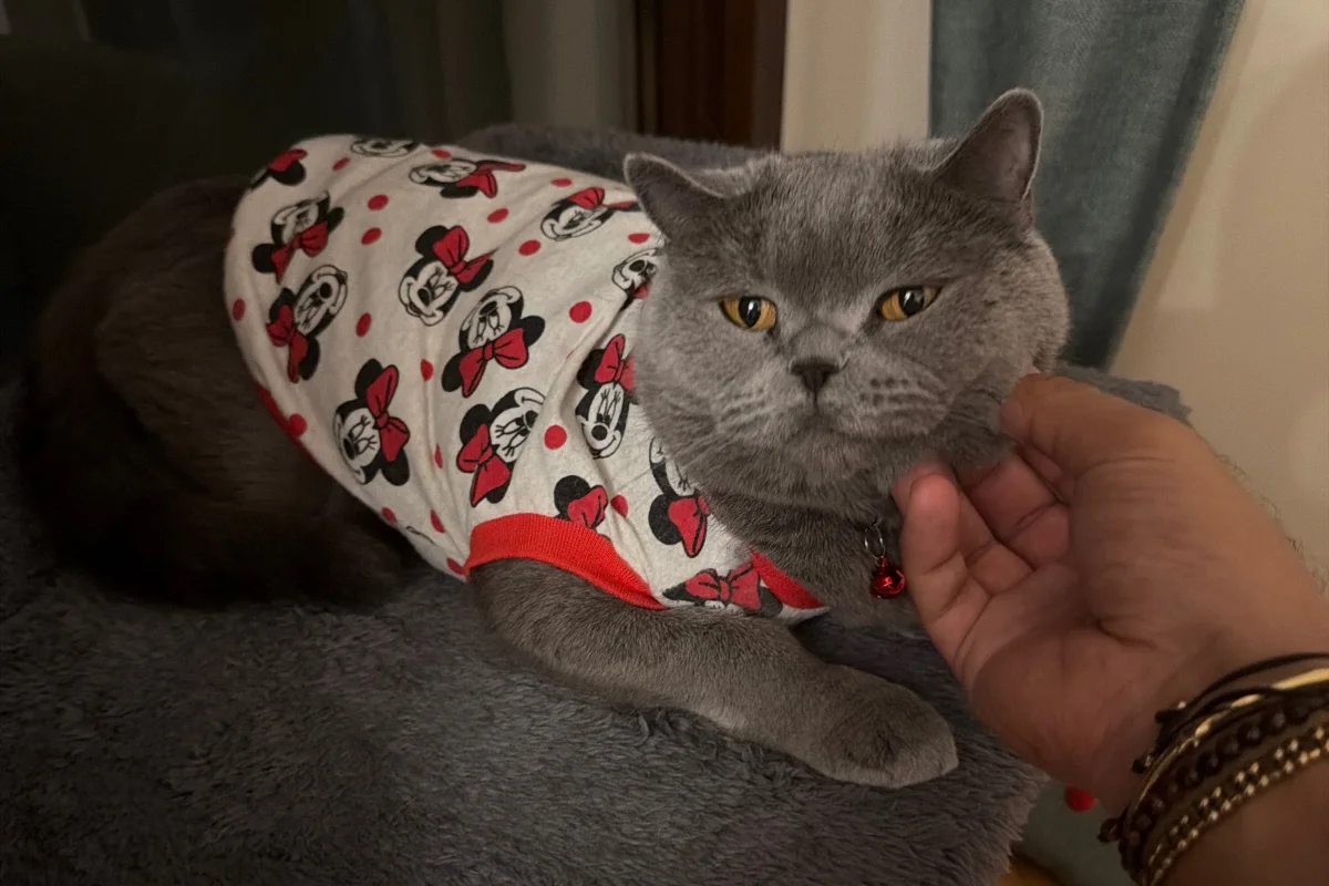 Evimizdeki 2. Kedi 2