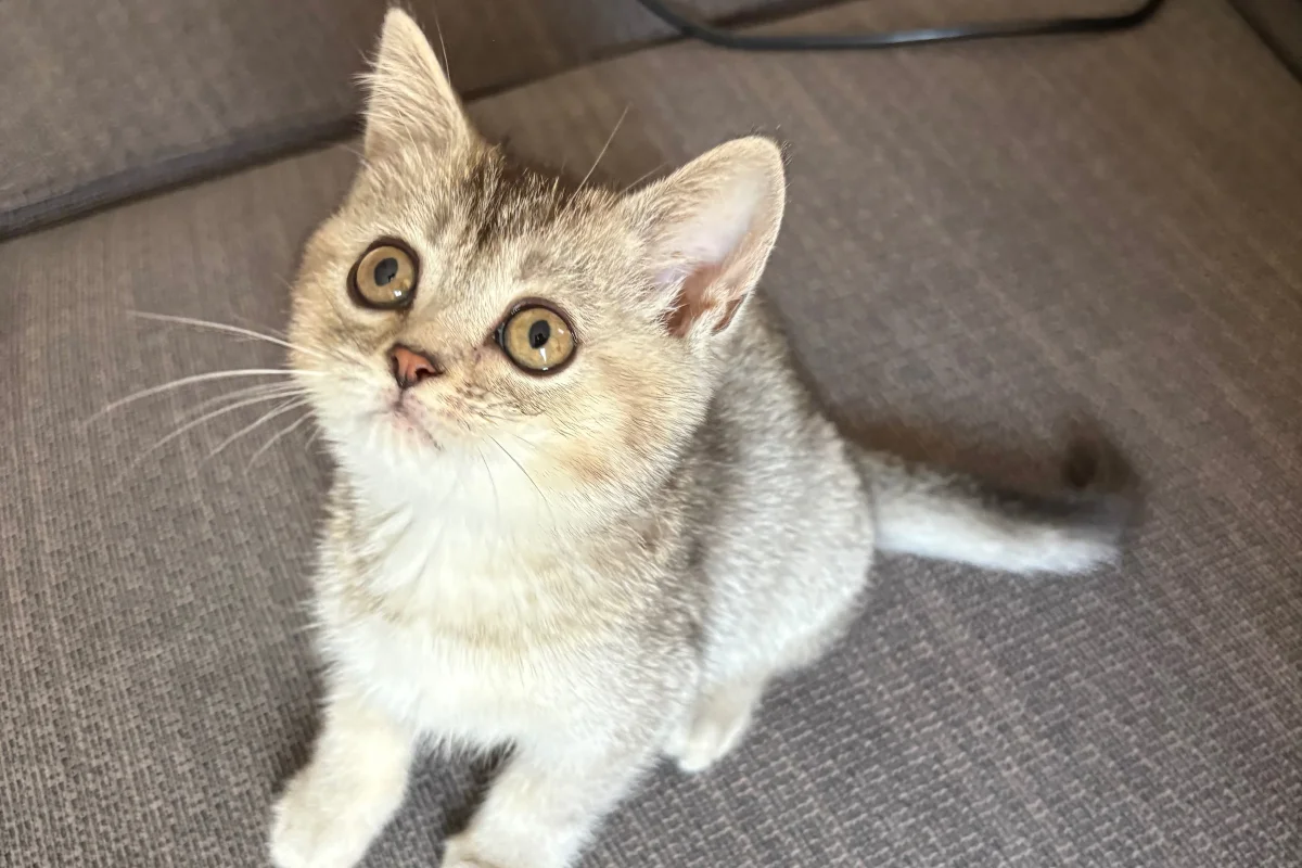 2 Aylık British ShortHair Silver Shaded 8