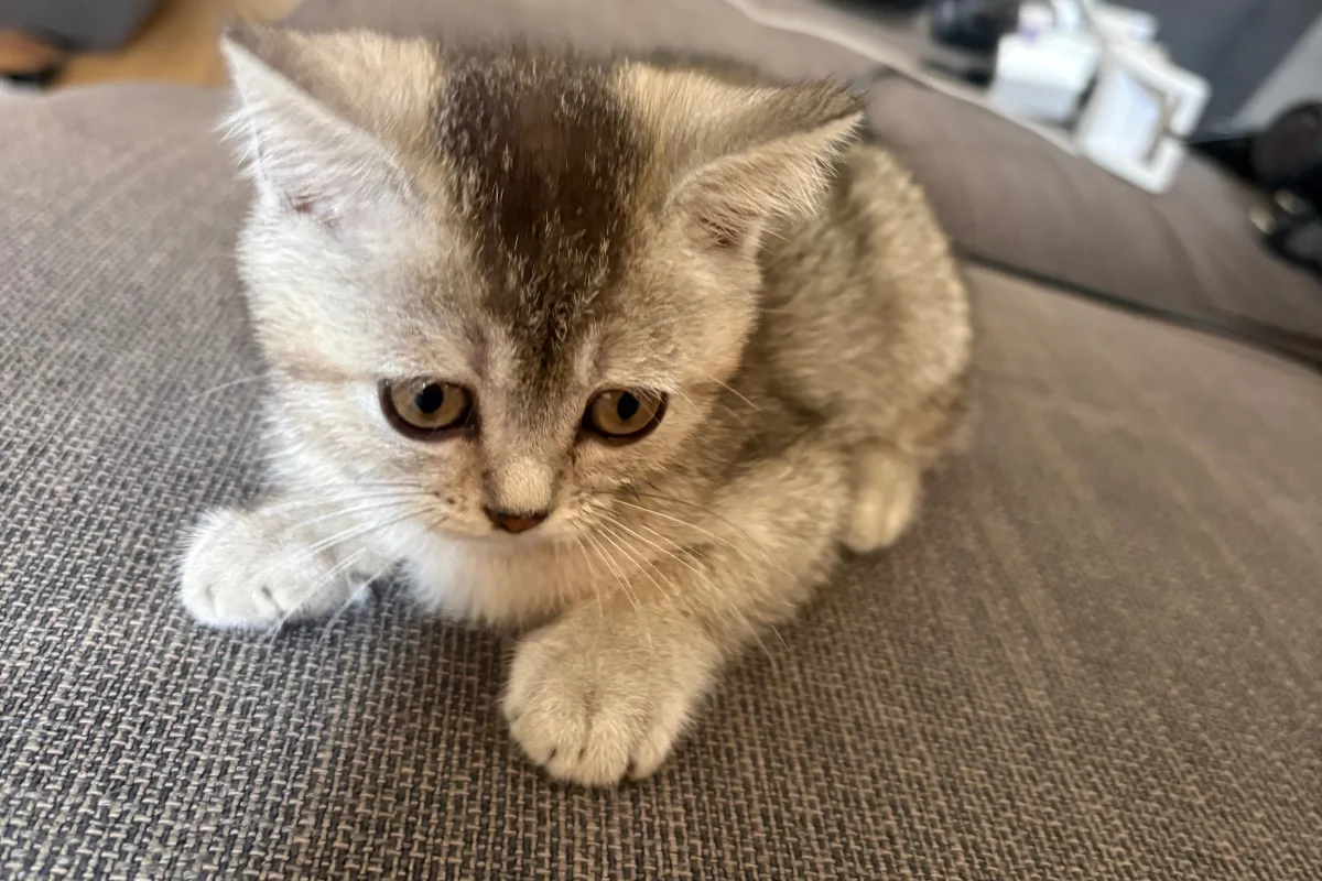 2 Aylık British ShortHair Silver Shaded 10