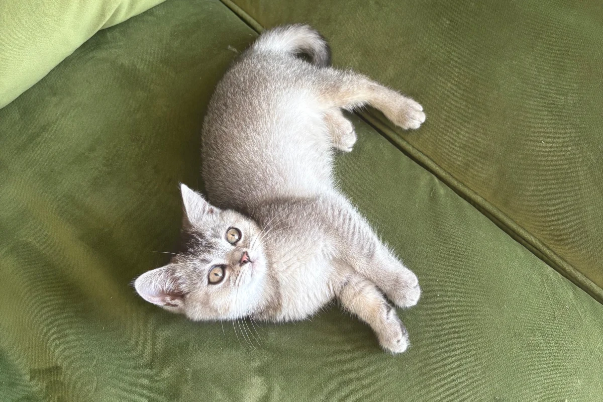 2 Aylık British ShortHair Silver Shaded 2