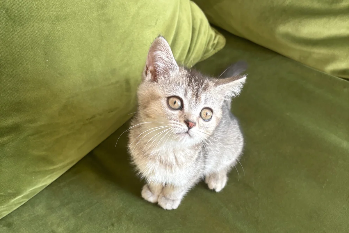 2 Aylık British ShortHair Silver Shaded 6