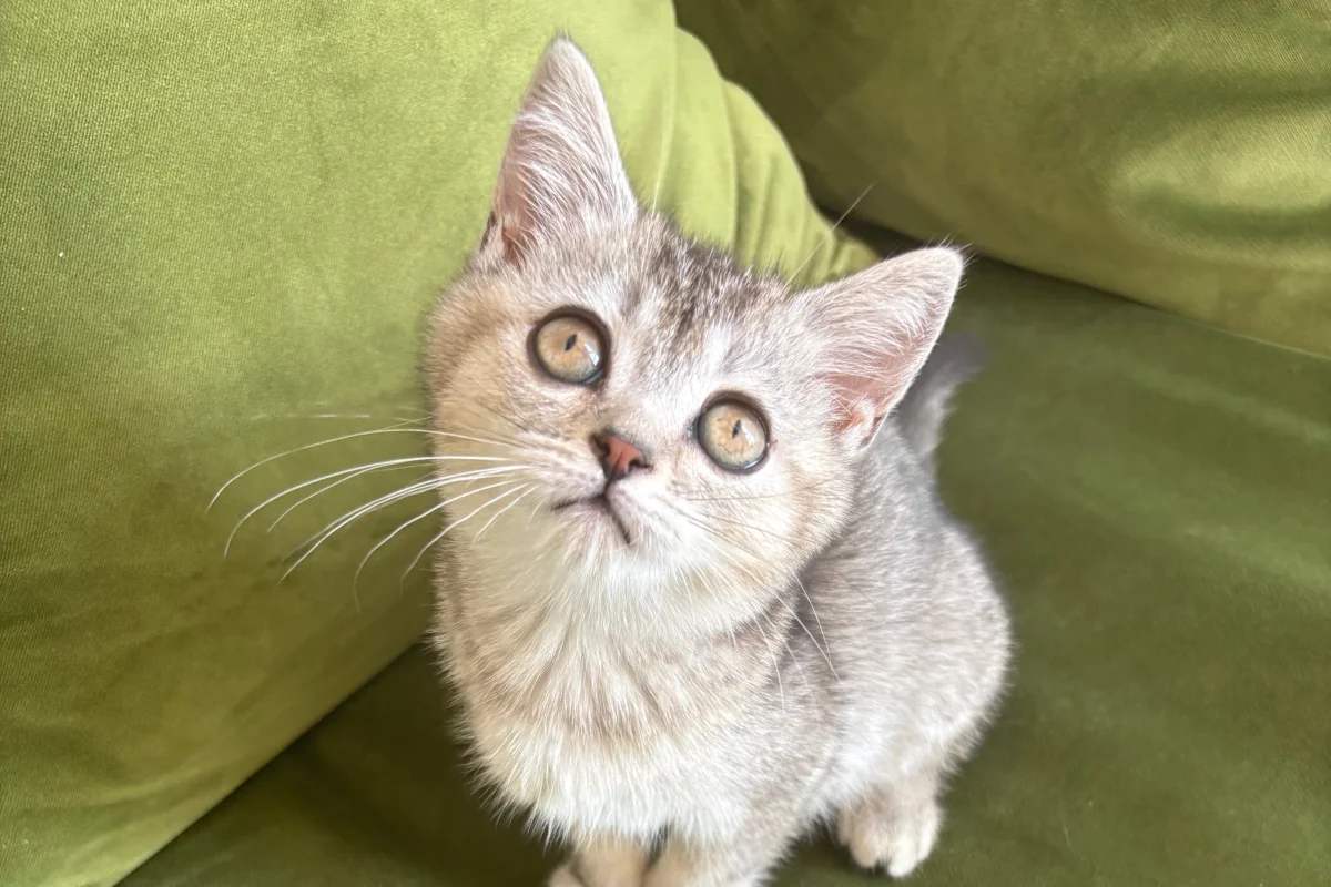 2 Aylık British ShortHair Silver Shaded 4
