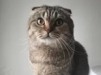 🐾Bu Yakışıklı Scottish Fold Yuvasını Arıyor! Ücretsiz Sahiplendirilecektir.