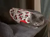 Evimizdeki 2. Kedi