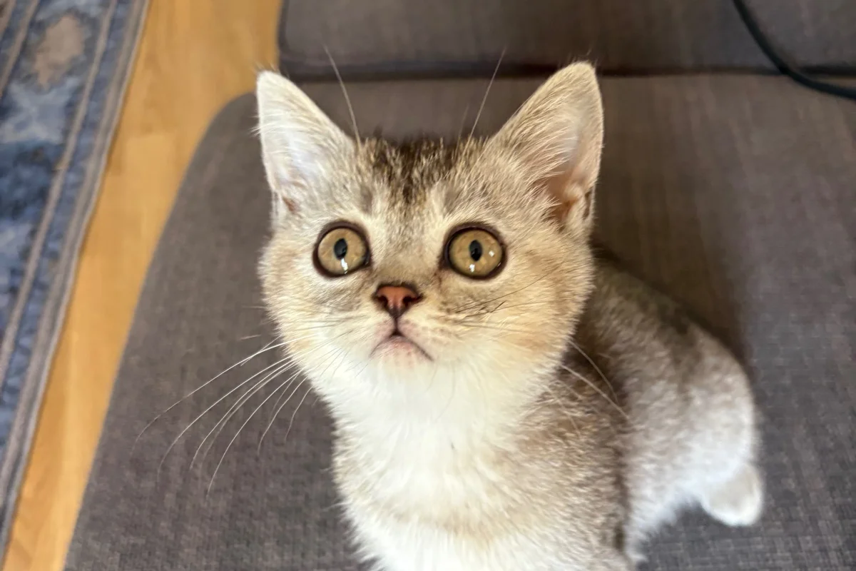 2 Aylık British ShortHair Silver Shaded 9