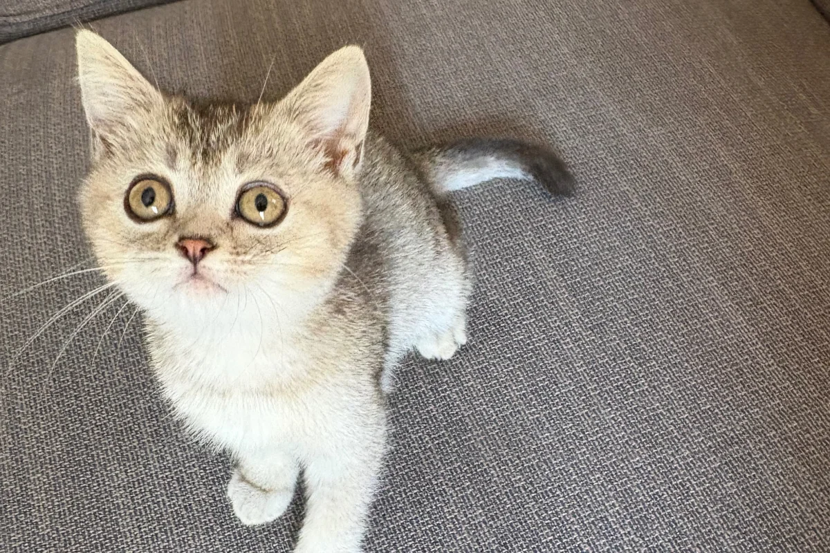 2 Aylık British ShortHair Silver Shaded 7