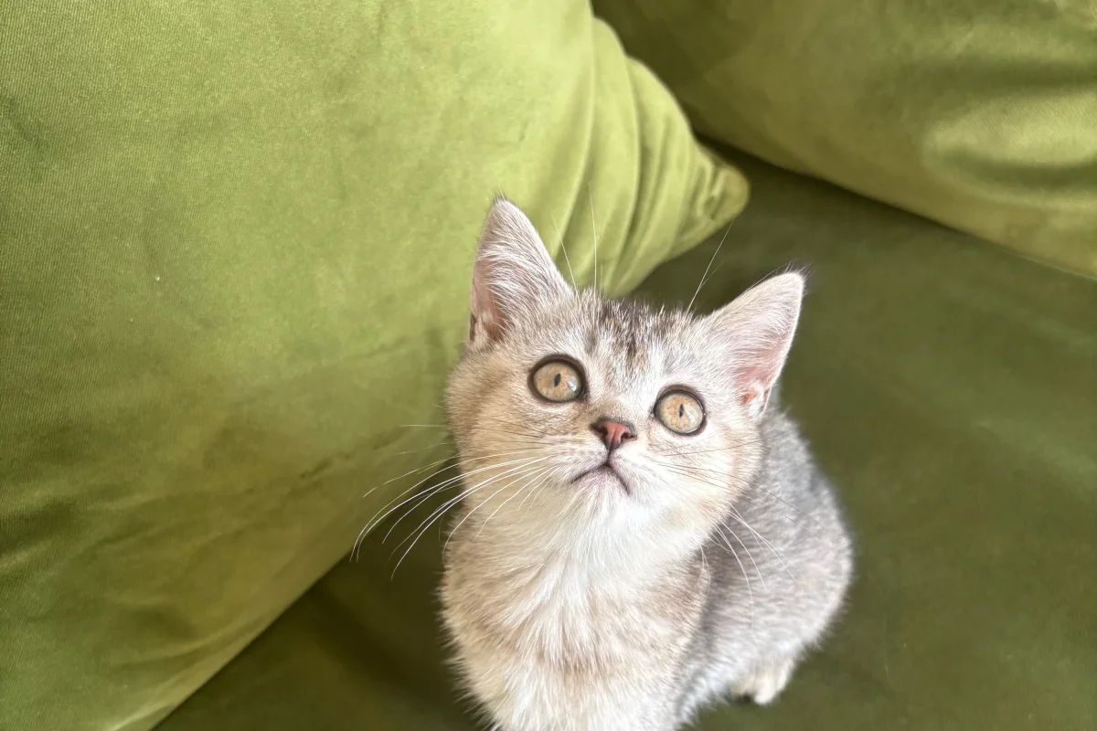 2 Aylık British ShortHair Silver Shaded 3