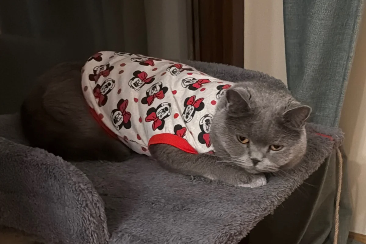 Evimizdeki 2. Kedi 1