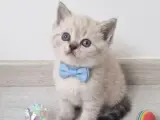 Güzel yavrularım teslime hazır
