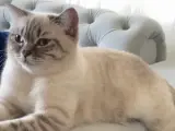 1 yaşında bihtere yuva arıyorum