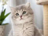 2 Aylık safkan British Longhair