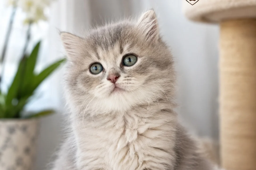 2 Aylık safkan British Longhair 1