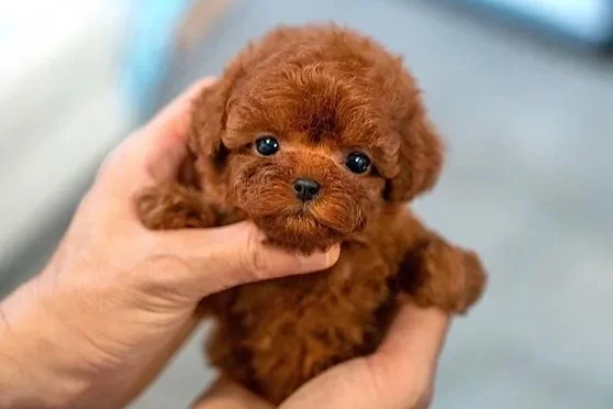 Kore kan toy Poodle yavrular 3