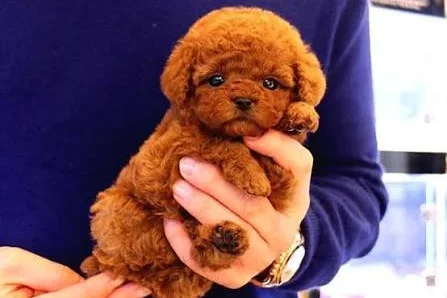 Kore kan toy Poodle yavrular 4