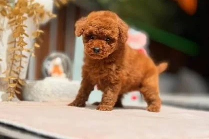 Kore kan toy Poodle yavrular 2