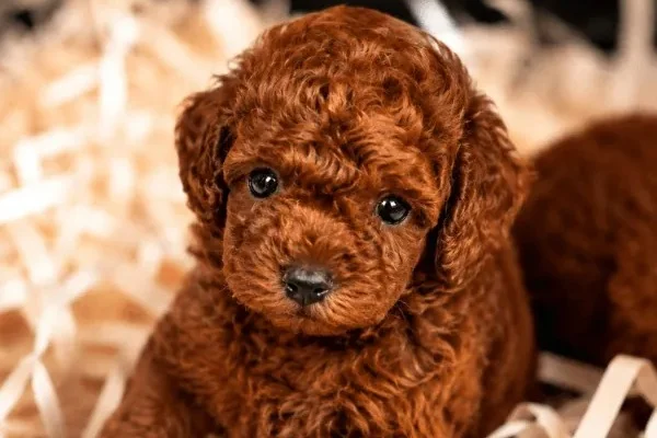 Kore kan toy Poodle yavrular 1