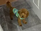 2 Yaşında toy Poddle