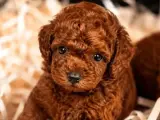 Kore kan toy Poodle yavrular