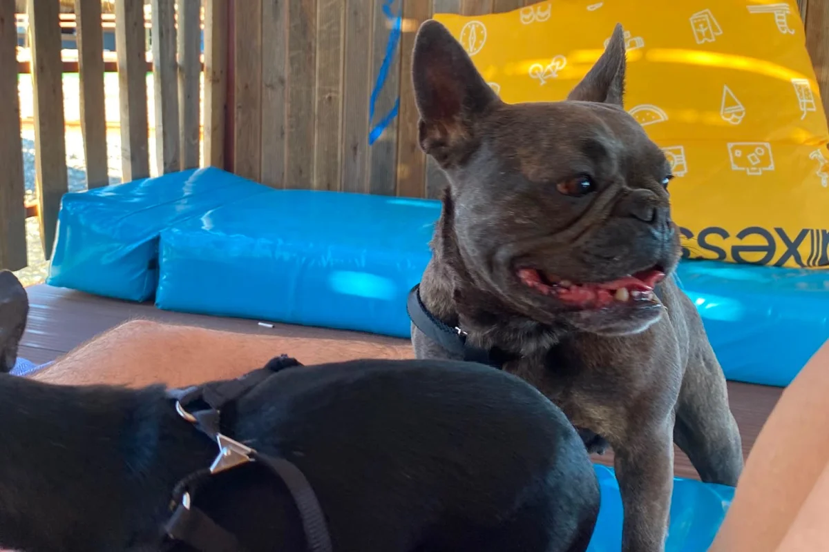 SEVİMLİ DİŞİ FRENCH BULLDOG 1.5 YAŞINDA KOMPAKT EGZOTİK 4