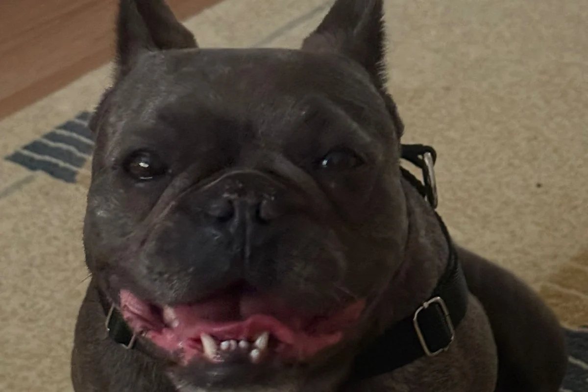 SEVİMLİ DİŞİ FRENCH BULLDOG 1.5 YAŞINDA KOMPAKT EGZOTİK 2