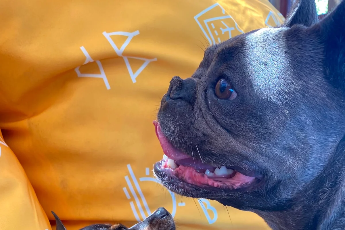 SEVİMLİ DİŞİ FRENCH BULLDOG 1.5 YAŞINDA KOMPAKT EGZOTİK 3